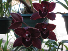 Lade das Bild in den Galerie-Viewer, Cymbidium street tango Novinka sleva
