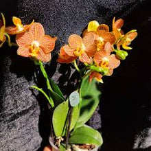 Lade das Bild in den Galerie-Viewer, Phalaenopsis Indian Summer AUF BESTELLUNG – VERFÜGBAR AB DEM 27.3.!!!

