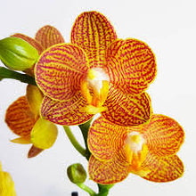 Lade das Bild in den Galerie-Viewer, Phalaenopsis Indian Summer AUF BESTELLUNG – VERFÜGBAR AB DEM 27.3.!!!

