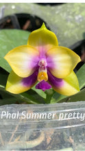 Načíst obrázek do prohlížeče Galerie, Phal. Lioulin Blue Jewel x Summer Pretty KM3632 Voňavá
