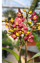 Načíst obrázek do prohlížeče Galerie, Phalaenopsis mtf. Sunrise Red Peoker (Esmee)
