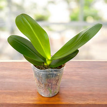 Načíst obrázek do prohlížeče Galerie, Phalaenopsis SOGO Xena
