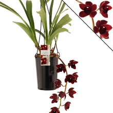 Lade das Bild in den Galerie-Viewer, Cymbidium street tango Novinka sleva
