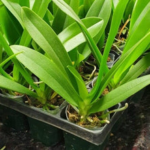 Načíst obrázek do prohlížeče Galerie, Tzu Chiang Sapphire blue ---
