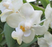 Načíst obrázek do prohlížeče Galerie, Vanda denisoniana Creme Shine Tone , voňavá
