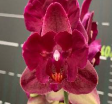 Lade das Bild in den Galerie-Viewer, Phal. NCK Wine Delight silver leaf aroma
