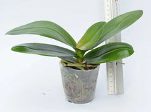 Lade das Bild in den Galerie-Viewer, Phalaenopsis.Tying Shin Smart
