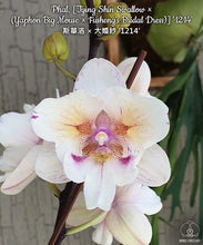 Lade das Bild in den Galerie-Viewer, (phal. tying shin swallow x fushengs bridal dress)
