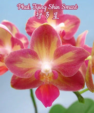 Lade das Bild in den Galerie-Viewer, Phalaenopsis.Tying Shin Smart
