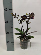 Načíst obrázek do prohlížeče Galerie, Phalaenopsis Mtf. Hsin Black Limited
