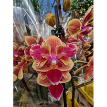 Načíst obrázek do prohlížeče Galerie, Phal. Sogo yellowtris peloric
