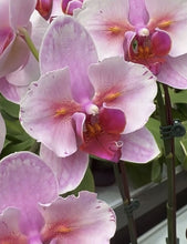 Načíst obrázek do prohlížeče Galerie, Phalaenopsis NCK Zeya
