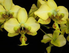 Načíst obrázek do prohlížeče Galerie, Phal. stuartiana var. nobilis (Yellow) &#39;GG407&#39;
