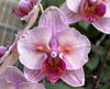 Phalaenopsis NCK Zeya