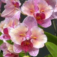 Načíst obrázek do prohlížeče Galerie, Phalaenopsis NCK Zeya
