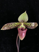 Načíst obrázek do prohlížeče Galerie, Paphiopedilum Sukhakulii Paradise
