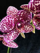 Lade das Bild in den Galerie-Viewer, Phalaenopsis Wildkatze (Herzstamm)
