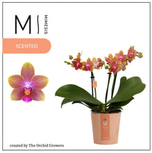 Načíst obrázek do prohlížeče Galerie, Phalaenopsis mtf. Tying Chin / Rising Sun Peloric
