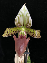 Načíst obrázek do prohlížeče Galerie, Paphiopedilum Sukhakulii Paradise
