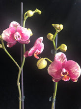 Lade das Bild in den Galerie-Viewer, Phalaenopsis Phantom
