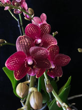 Lade das Bild in den Galerie-Viewer, Phalaenopsis mtf. Reyoung Milley

