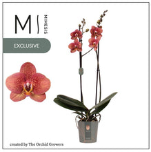 Lade das Bild in den Galerie-Viewer, Phalaenopsis Toulon, Asiatischer Drache RABATT
