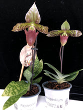 Načíst obrázek do prohlížeče Galerie, Paphiopedilum Sukhakulii Paradise
