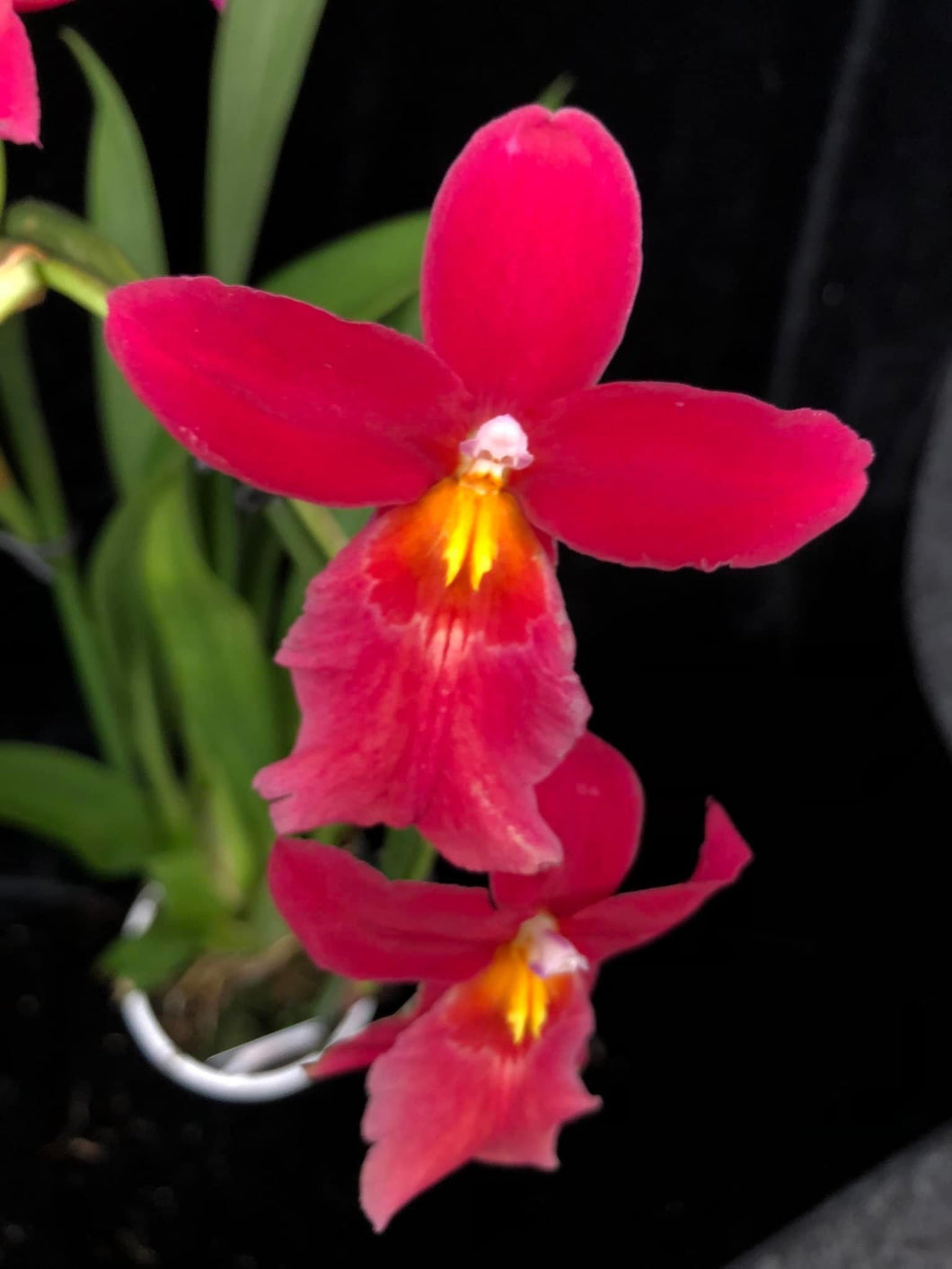 Burrageara Nelly Isler Red Orange - SLEVA!