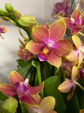 Načíst obrázek do prohlížeče Galerie, Phalaenopsis mtf. Tying Chin / Rising Sun Peloric
