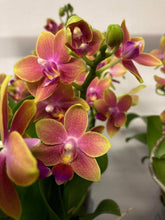 Načíst obrázek do prohlížeče Galerie, Phalaenopsis mtf. Tying Chin / Rising Sun Peloric
