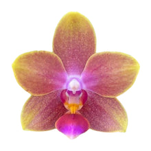 Načíst obrázek do prohlížeče Galerie, Phalaenopsis mtf. Tying Chin / Rising Sun Peloric
