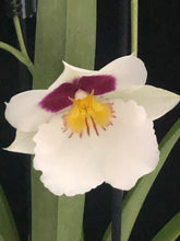 Načíst obrázek do prohlížeče Galerie, Miltonia MIX Voňavá
