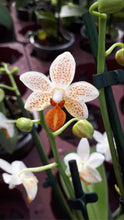 Načíst obrázek do prohlížeče Galerie, Phalaenopsis mini Mark
