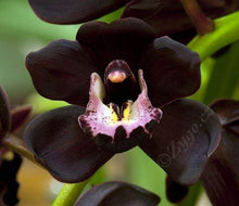 Lade das Bild in den Galerie-Viewer, Cymbidium Kiwi Mitternacht
