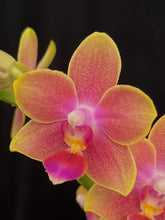 Načíst obrázek do prohlížeče Galerie, Phalaenopsis mtf. Tying Chin / Rising Sun Peloric
