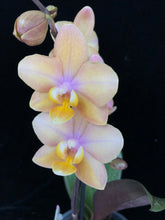 Načíst obrázek do prohlížeče Galerie, Phalaenopsis mtf. Scention Perfume
