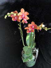 Načíst obrázek do prohlížeče Galerie, Phalaenopsis Multifl. &#39;Paprika&#39; Exclusivo  {může lehounce vonět}

