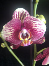 Lade das Bild in den Galerie-Viewer, Phalaenopsis Phantom
