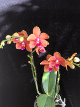 Načíst obrázek do prohlížeče Galerie, Phalaenopsis Multifl. &#39;Paprika&#39; Exclusivo  {může lehounce vonět}
