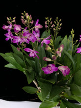 Lade das Bild in den Galerie-Viewer, Dendrobium Berry Oda RABATT!
