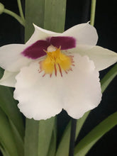 Načíst obrázek do prohlížeče Galerie, Miltonia MIX Voňavá
