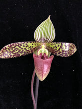 Načíst obrázek do prohlížeče Galerie, Paphiopedilum Sukhakulii Paradise
