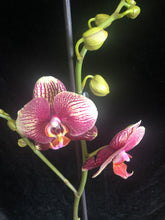 Lade das Bild in den Galerie-Viewer, Phalaenopsis Phantom
