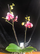 Lade das Bild in den Galerie-Viewer, Phalaenopsis Phantom
