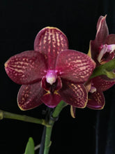 Lade das Bild in den Galerie-Viewer, Phalaenopsis mtf. Reyoung Milley
