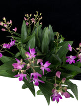 Lade das Bild in den Galerie-Viewer, Dendrobium Berry Oda RABATT!
