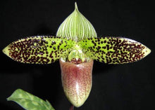 Načíst obrázek do prohlížeče Galerie, Paphiopedilum Sukhakulii Paradise

