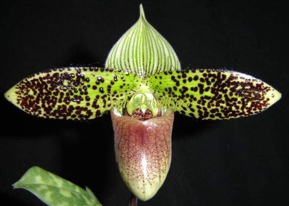 Paphiopedilum Sukhakulii Paradise
