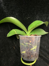 Načíst obrázek do prohlížeče Galerie, Phalaenopsis mini Mark
