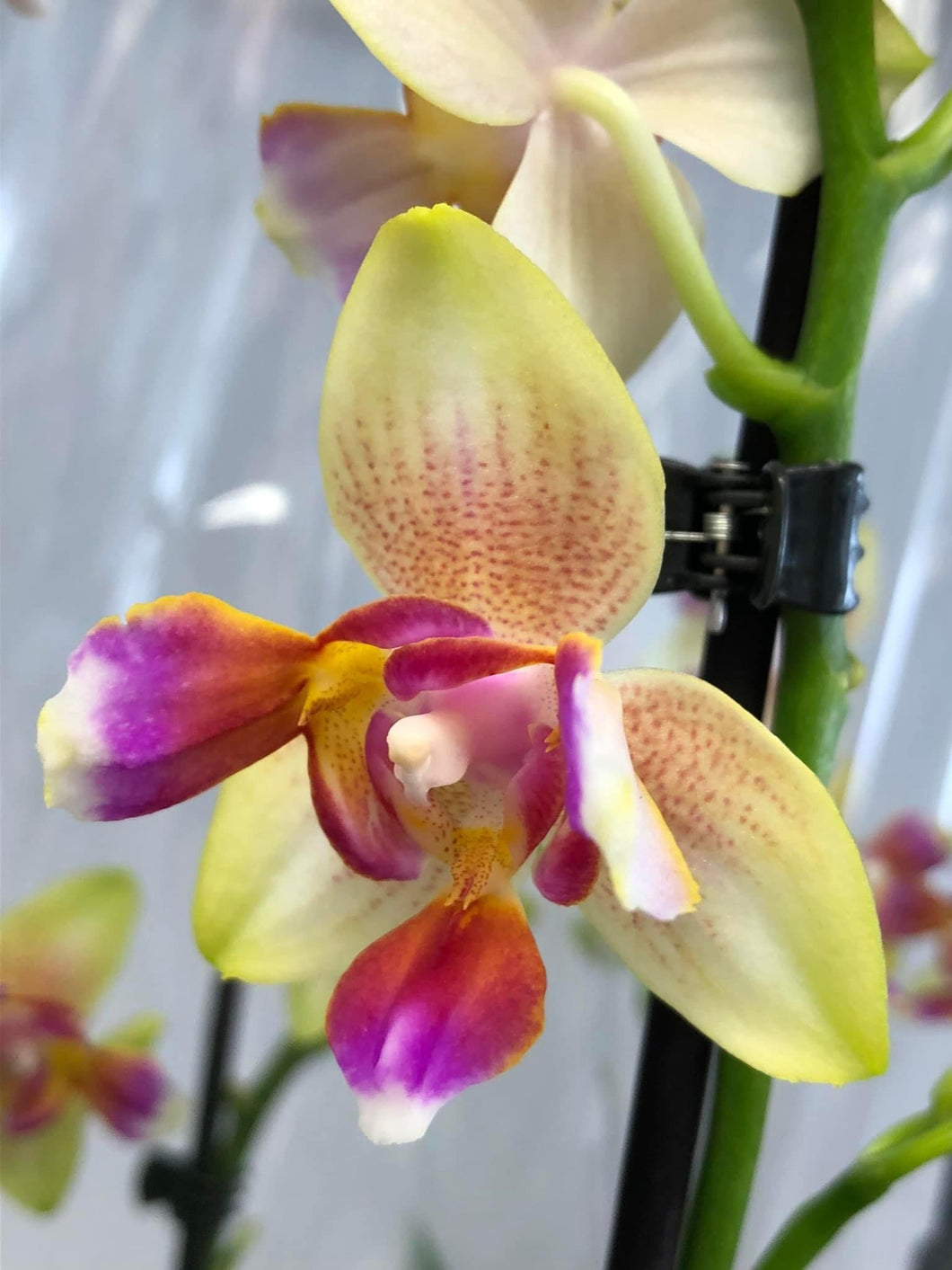 Exclusive Phalaenopsis  Spunky PELORIC / I-Hsin Venus Peloric  (voňavá) VÝPRODEJ - SLEVA (2)